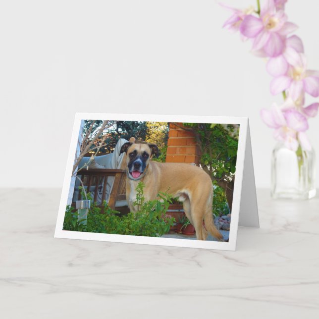 Hund i Garden Porträtt Kort (Orkide)