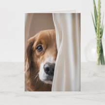 Hund i gardiner för att du saknas
