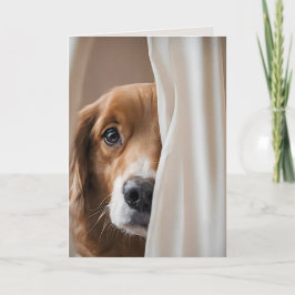 Hund i gardiner för att du saknas kort