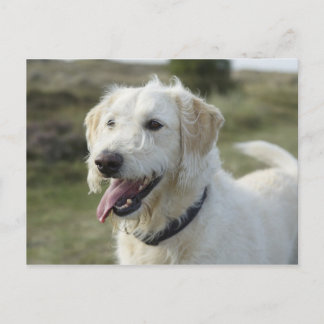 Hund i heath land. vykort