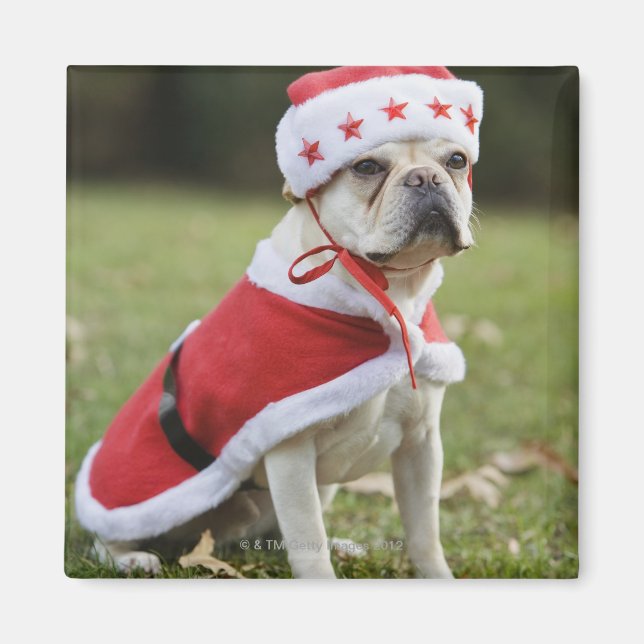 HUND i HELGDAG Magnet (Framsidan)