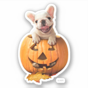 Hund i Jack-o-Lantern Klistermärken