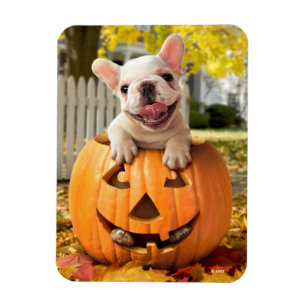 Hund i Jack-o-Lantern Magnet