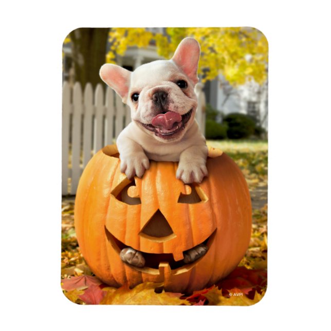 Hund i Jack-o-Lantern Magnet (Vertikal)