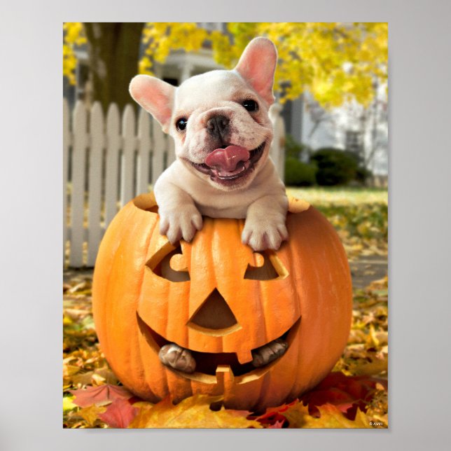 Hund i Jack-o-Lantern Poster (Framsidan)