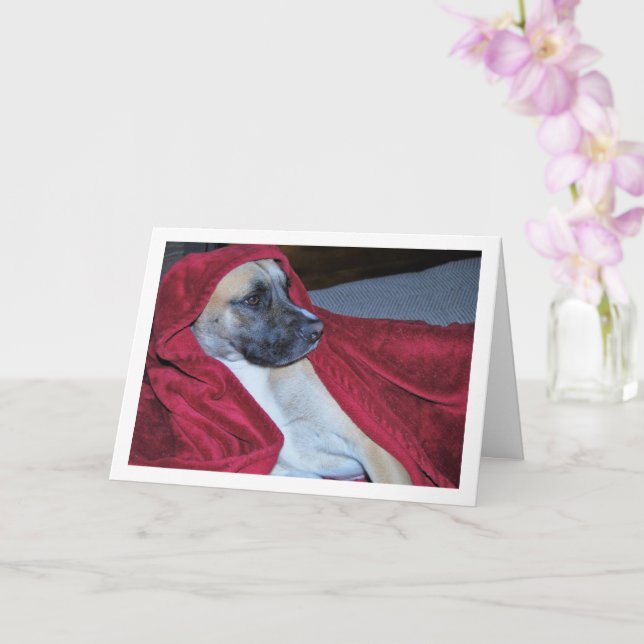Hund i Red Blanket Porträtt Kort (Orkide)