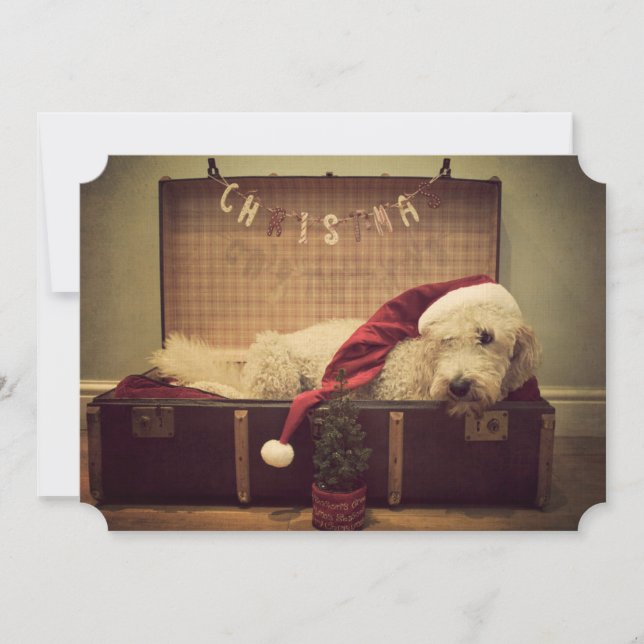 Hund i resväska (Framsida)