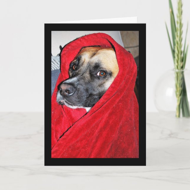 Hund i röd filt porträtt kort (Framsida)
