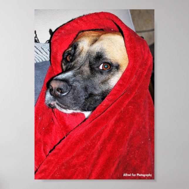 Hund i röd filt porträtt poster (Framsidan)