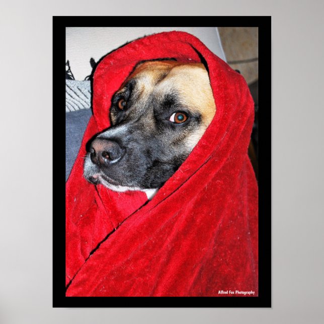 Hund i röd filt porträtt poster (Framsidan)