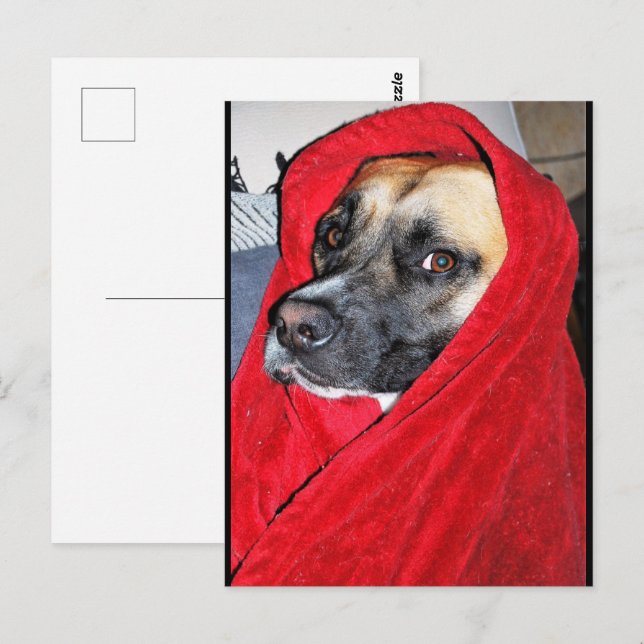 Hund i röd filt porträtt vykort (Fram/baksida)