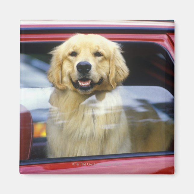 Hund i rött bilfönster magnet (Framsidan)