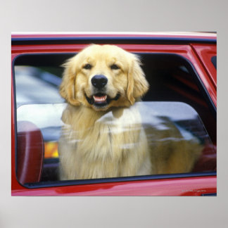 Hund i rött bilfönster poster