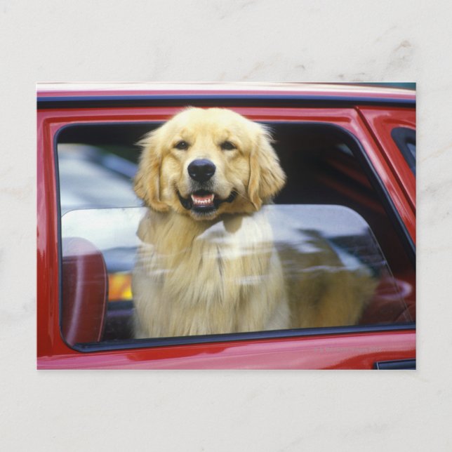 Hund i rött bilfönster vykort (Framsida)