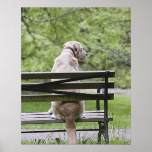 Hund i sitta på parkbänk poster