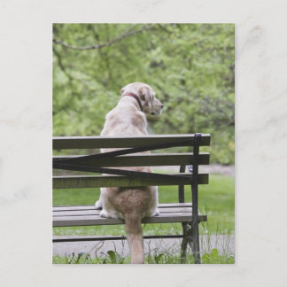 Hund i sitta på parkbänk vykort