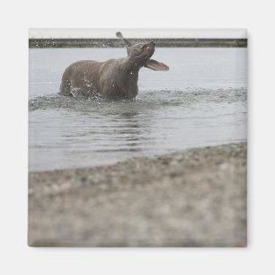 Hund i sjön som skakar av vatten magnet