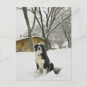 Hund i snö med lodringshytten bakom sitta vykort