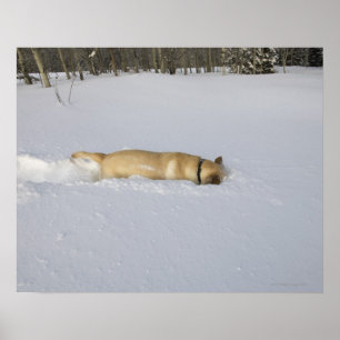 HUND i SNÖ Poster