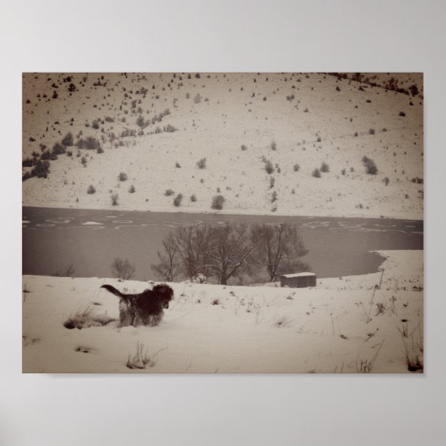 Hund i snö-värdet Poster Pappert (Framsidan)