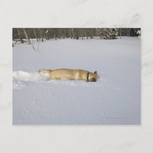 HUND i SNÖ Vykort