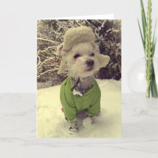 Hund i snön helgkort