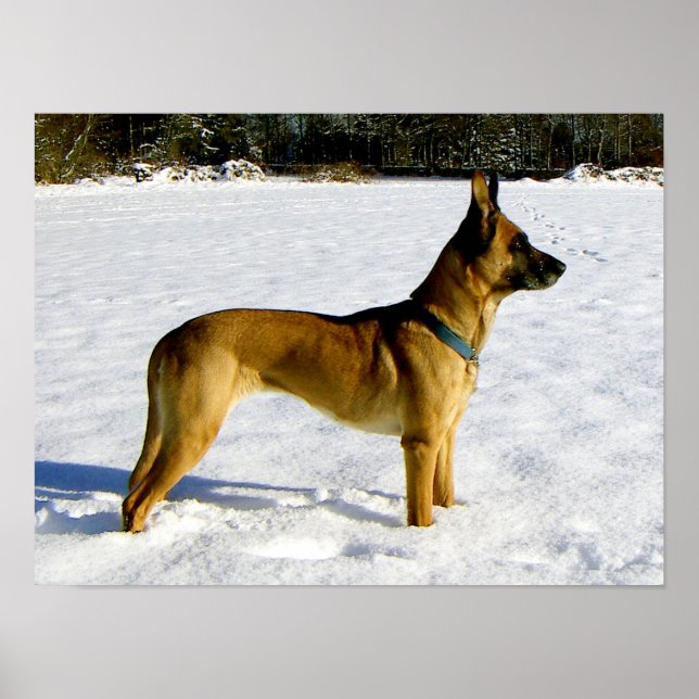 Hund i snön poster (Framsidan)