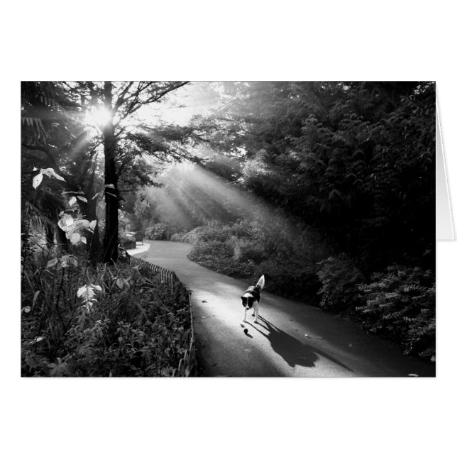 Hund i solljus på morgonen hälsningskort (Framsidan Horizontal)