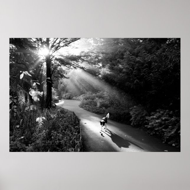 Hund i solljus på morgonen poster (Framsidan)