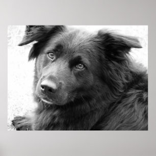 Hund i svartvitt poster