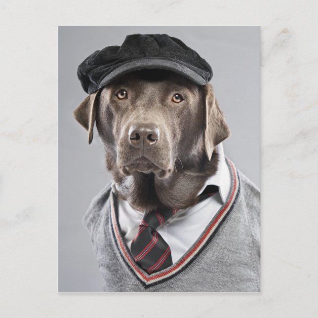 Hund i svettare och lock vykort (Framsida)