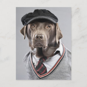 Hund i svettare och lock vykort