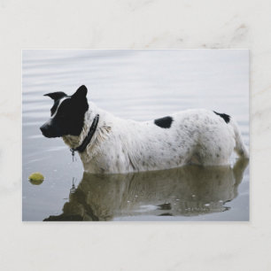 Hund i Vatten med Tennis Boll Vykort