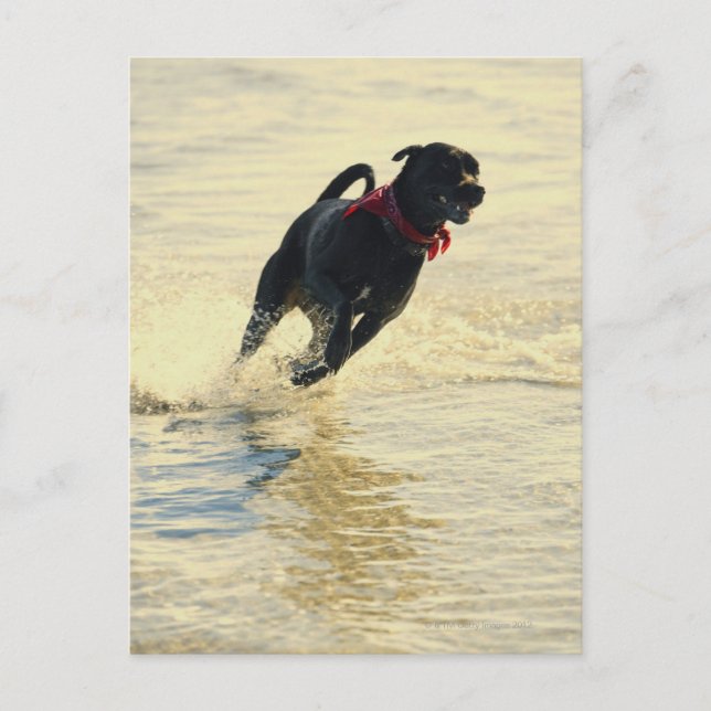 HUND i VATTEN Vykort (Framsida)
