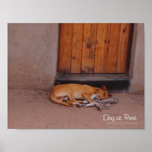 Hund i viloläge poster (Framsidan)