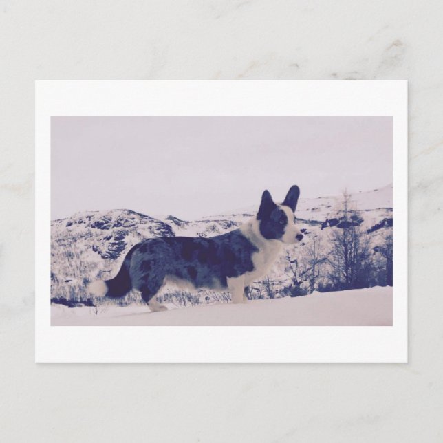 Hund i vykortet snö Helgdag Helg Vykort (Framsida)