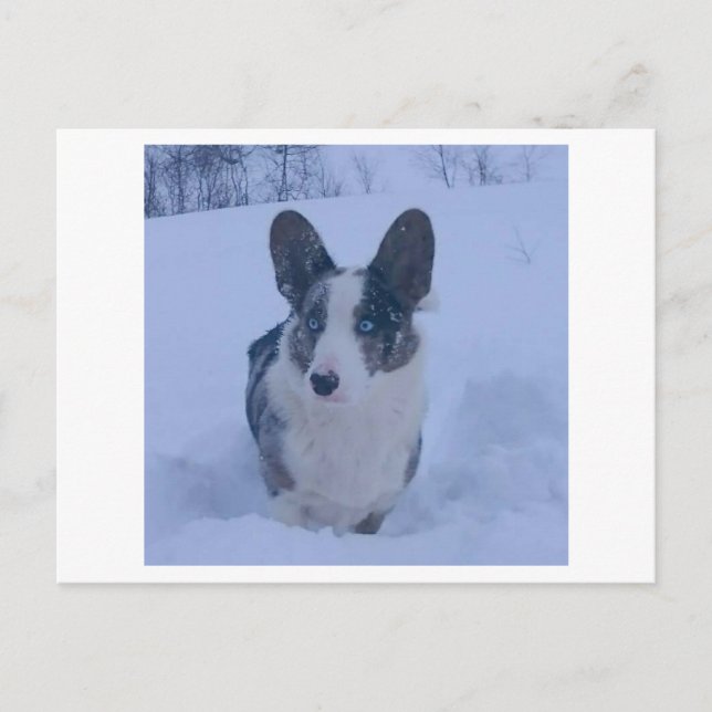 Hund i vykortet snö Helgdag Helg Vykort (Framsida)