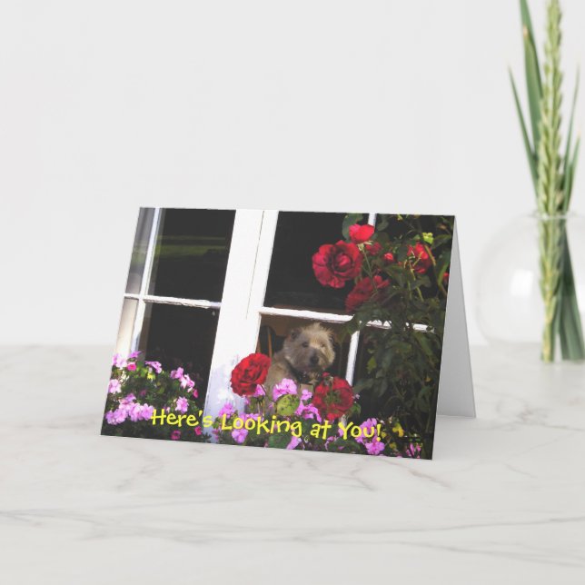 Hund i Windows Irish Proverb Card Kort (Framsida)