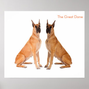 Hund Image for Poster