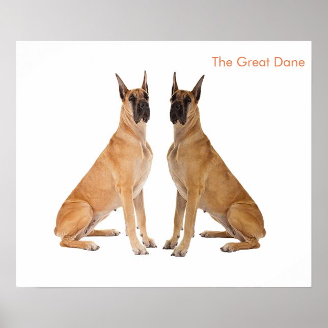 Hund Image for Poster (Framsidan)