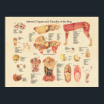 Hund interna muskelstdiagram för organanatomi poster<br><div class="desc">Anatomiskt diagram över hund visar inre organanatomi och muskler. Lungor, hjärta, mage, njurar och tarmar. Kor i huvudet. Poster är märkt med beskrivningar.</div>