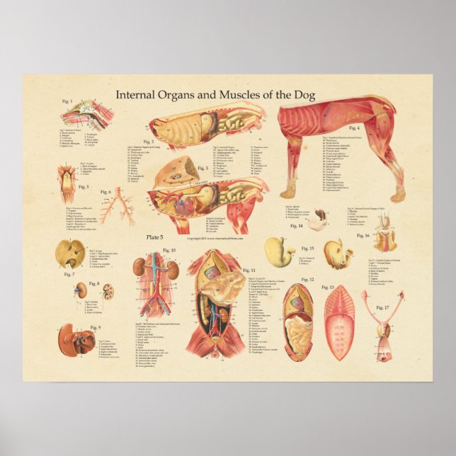 Hund interna muskelstdiagram för organanatomi poster (Framsidan)