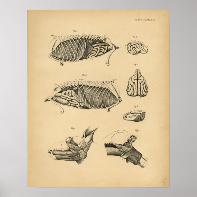 Hund Internal Organ Anatomy 1908 Vintage Print Poster (Framsidan)
