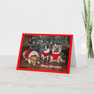 Hund julkort helgkort