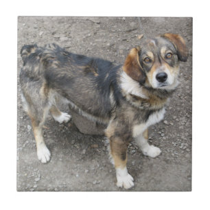 Hund Kakelplatta