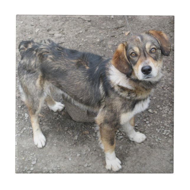 Hund Kakelplatta (Framsidan)