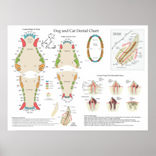 Hund Katt Veterinär Tandläkarjournal Poster