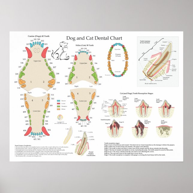 Hund Katt Veterinär Tandläkarjournal Poster (Framsidan)
