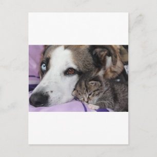 Hund, Katze, Freundschaft Vykort