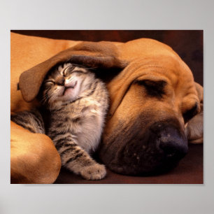 Hund & Kitten Poster